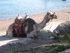 Thumbs/tn_Israel_Day4 157.jpg